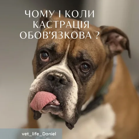 Доктор Вет. Дэниел