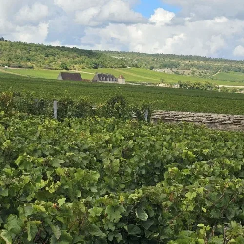 Travel/Œnotourisme/Event Wine&Gastronomies/Event Wedding /Wine expertises/Sommelièr