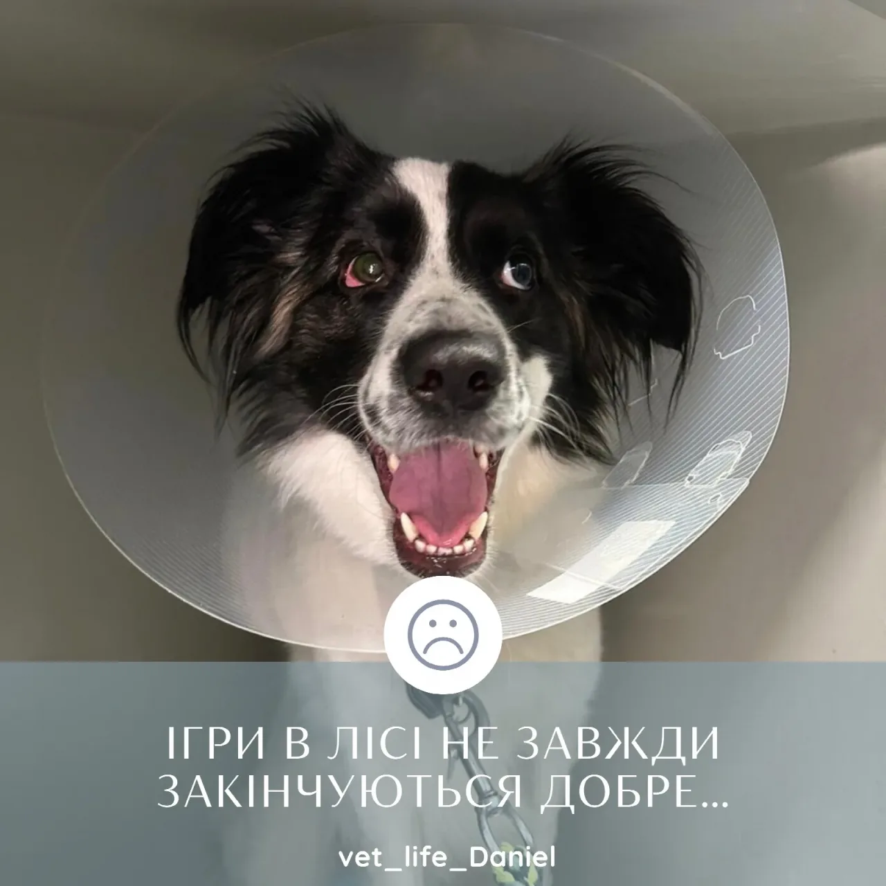 Dr Vet. Daniel